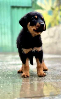 توله روتوایلر وارداتی ممتاز