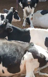 گاو شیری و گوساله ماده