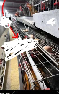 قفس مرغ تخم گزار منبری