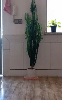 گل زیبا
