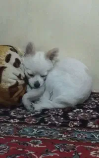 سگ پامرگمشده