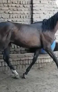 کره مادیان هلیشتاین پرشی