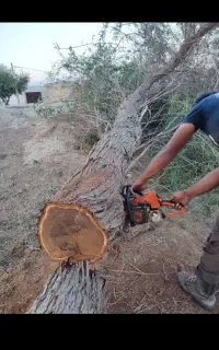 خریدار درخت و چوب