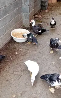 فروش ۱۰ عدد اردک خارجی ۶ ماه