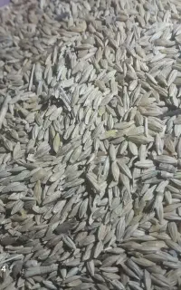 فروش جو‌محلی