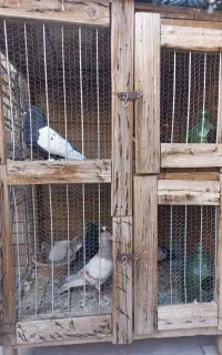 کجه ‌کبوتر