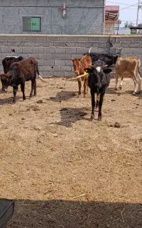 ۱۱ عدد گوساله گاو همه نزاییده