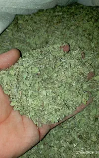 آویشن کوهی