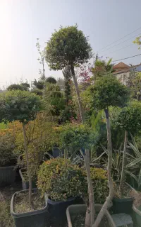فروش مورت تک کله و چند کله