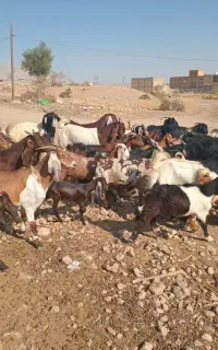 فروش بز ، کهره ، تیشتر ، ورندیل