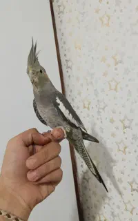 کفتر