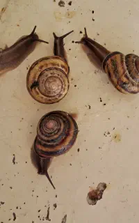 ۴ عدد حلزون به فروش میرسه