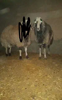 بره نر میش گوسفند بزغاله