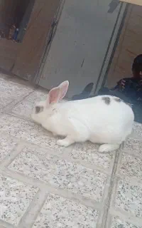 خرگوش‌ماده