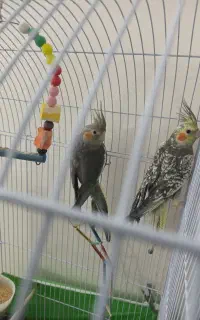 جوجه عروس هلندی
