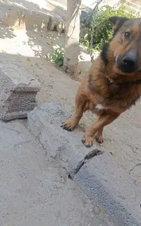 سگ پاکوتا اهل وارام