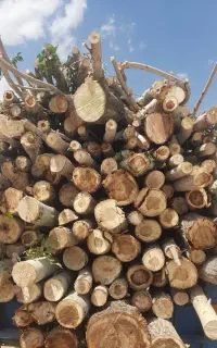 خریدار انواع چوب های تر و خوشک تیر سقفی با تخریب
