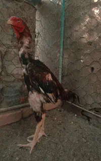 خروس لاری