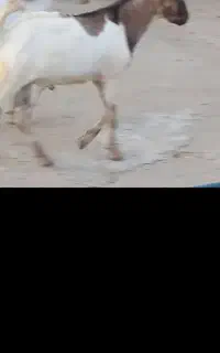 بین شهرستان جاسک وسیریک