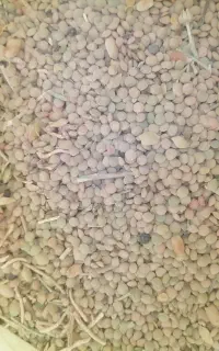 عدس خوش پخت