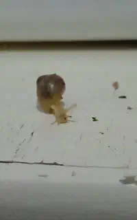 یک درمان راحت پوست