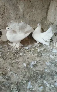 نرسوسکی گرفتنی