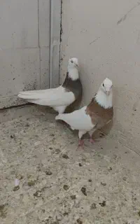 طوقی