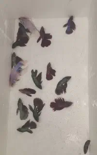 پیش مولد فایتر