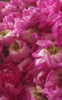 گل محمدی قیزیل گول شهرستان هوراند