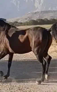 مادیان کورد