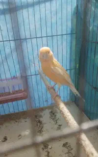 قناری نر وماده