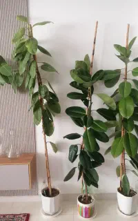بنجامین فیکوس گل طبیعی