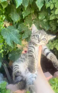 واگذاری بچه گربه