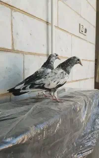 کبوتر