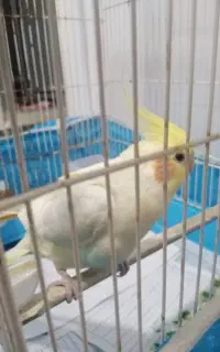 عروس هلندی