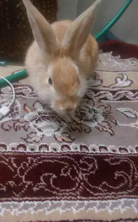 خرگوش خانگی