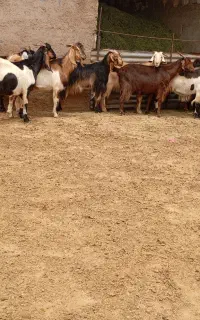 بز گله ای داشتی
