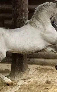 فروش اسب پارسیون آموزش سوار