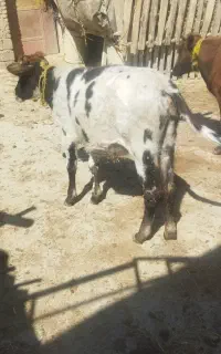دو عدد گوساله