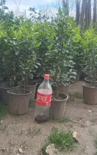 شمشاد