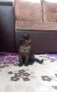 توله گربه بریتیش