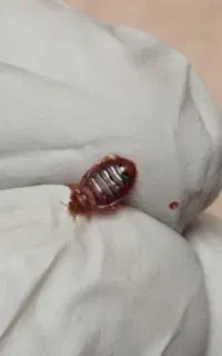 شرکت خدمات سمپاشی خانگی رستوران سم پاشی ساس