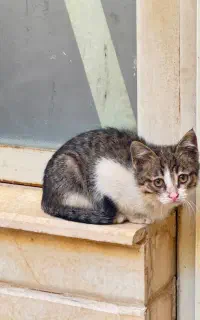 واگذاری گربه