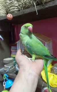 ملنگو ماده رام سخنگو