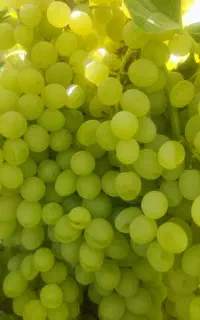 انگور عسگری