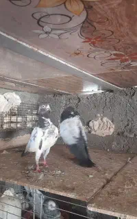 تیدی عالی