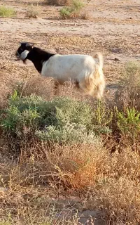 کره چپش پاکستانی اصل نژاد چند قلوزا