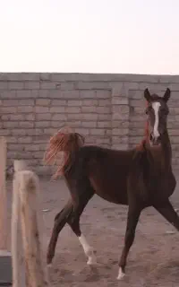 کره نریان شجره دار