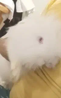 واگذاری خرگوش