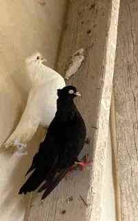 کبوتر معاوضه